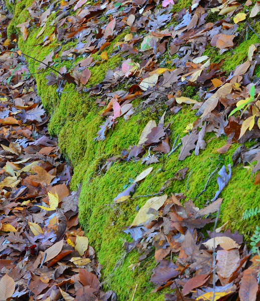 GREEN WITH ENVY-Moss 1: Canvas digital print