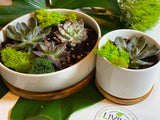 potted succulent , Succulent, plant, zen, low maintenance, nature, calm, comfort, plant 